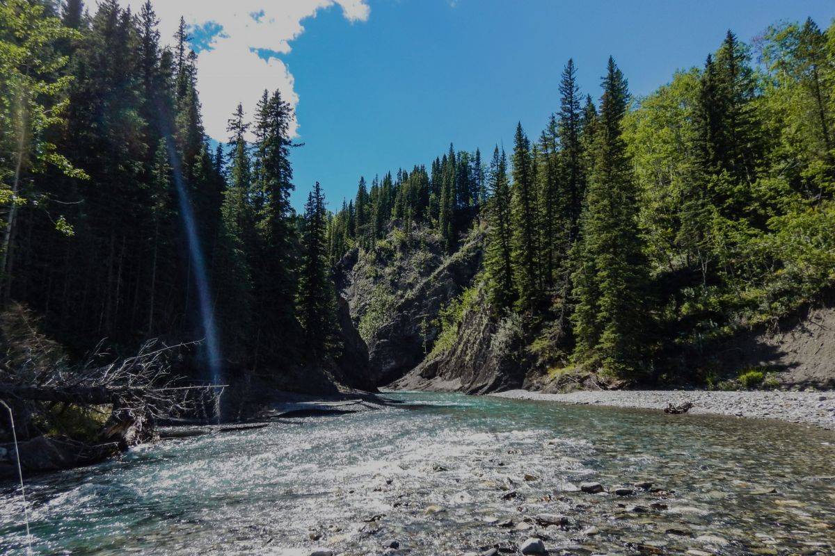 River stream surrounded by trees