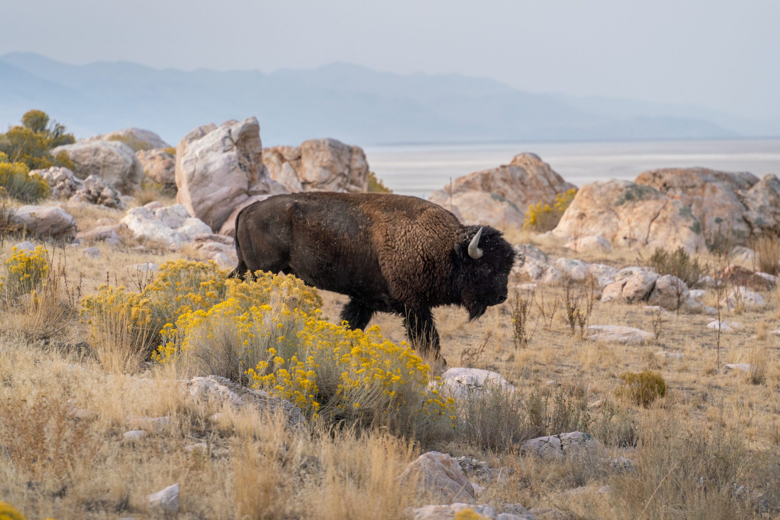 Bison standing in the middle of the field